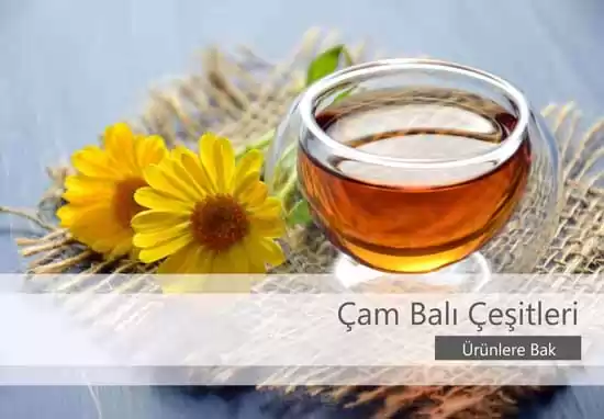 Çam Balı Çeşitleri